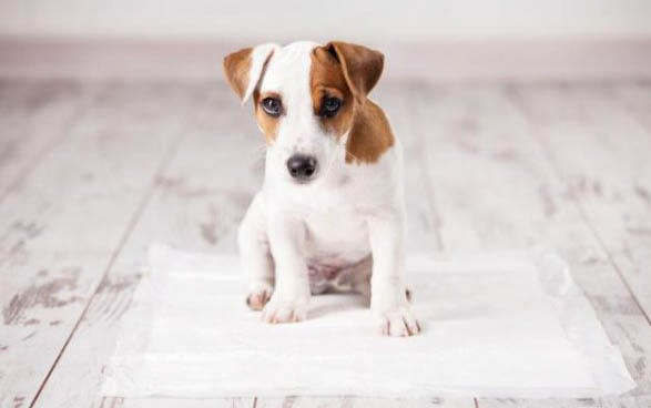 兩個月幼犬打嗝是怎么回事