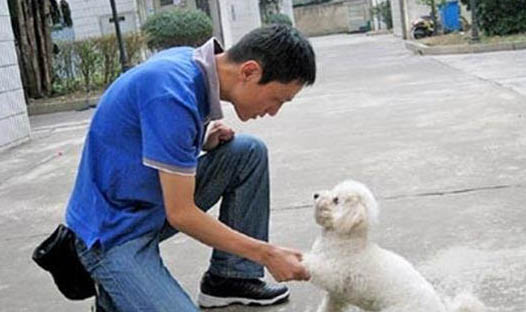 狗嘔吐黃水泡沫怎么辦?