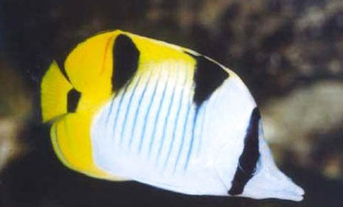 小區(qū)停電一天魚缸咋辦