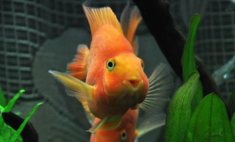 觀賞魚銀龍魚能吃嗎