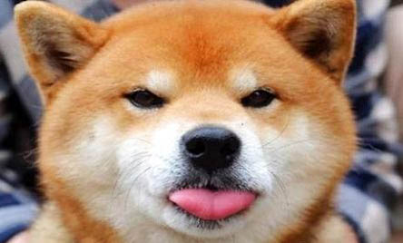 三門峽哪里有賣柴犬