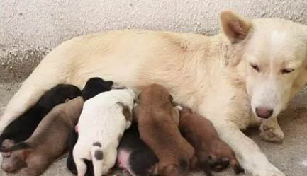 母犬懷孕55天癥狀