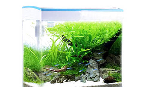 孔雀魚的顏色怎么選