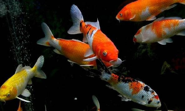 泡沫箱可以養(yǎng)魚嗎