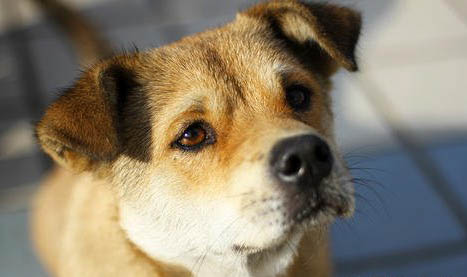 中華田園犬的標準體重