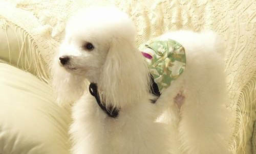 貴賓跟比熊的區別