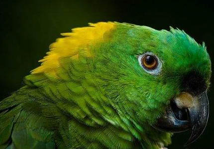 迷你鸚鵡魚多久可以成年