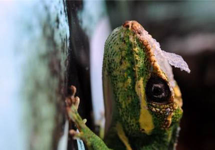 變色樹蜥多少錢一只