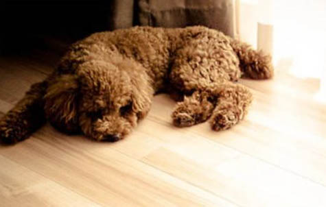 泰迪犬惡心嘔吐拉稀是怎么回事