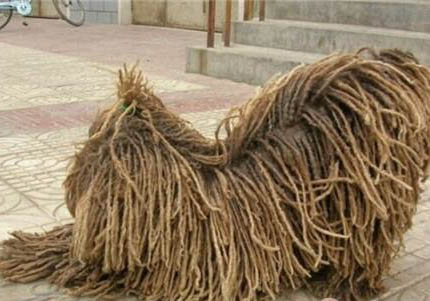波利犬不愛吃東西的原因及處理方法