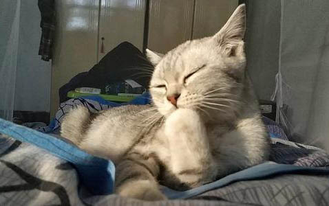 小貓咪出生幾天睜眼睛