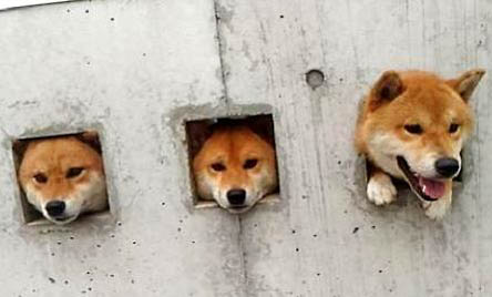 豆柴犬和普通柴犬有哪些區別