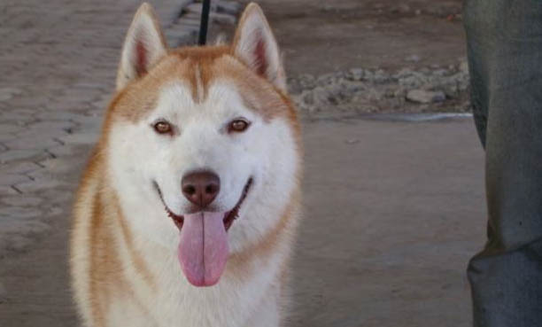 阿拉斯加幼犬感冒流鼻涕吃什么藥