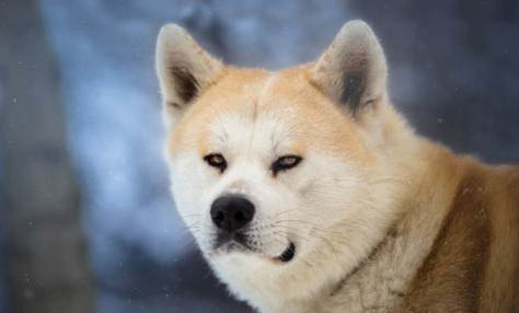 3個月小柴犬多少錢一只