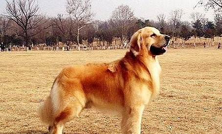 金毛犬什么顏色好
