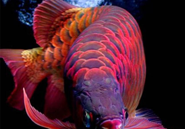 龍魚(yú)炸鱗多久可以恢復(fù)