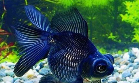 冷水觀賞魚(yú)有哪些品種呢