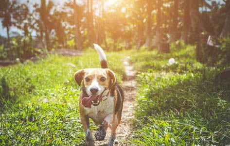 適合家養(yǎng)的小型犬種有哪些