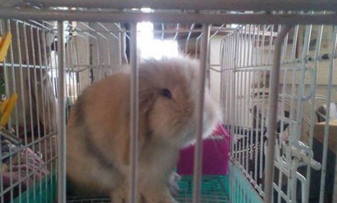 寵物兔有味道嗎?