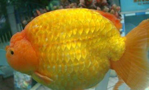 魚缸下完黃粉以后多久喂食