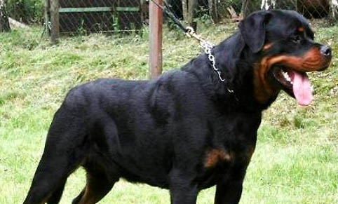 坎高犬智商排名怎么樣