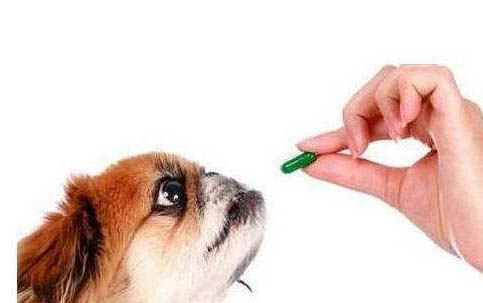 狗狗常見的病及癥狀有哪些