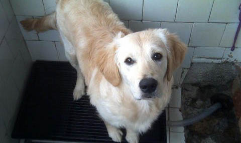 狗狗打完狂犬疫苗都有哪些反應