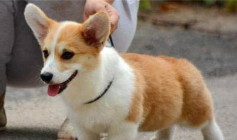 幼犬球蟲病多長時間能治好