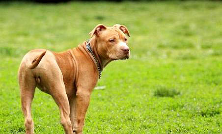 牛頭犬價格多少錢一只