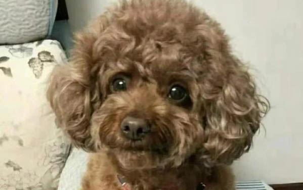 狗狗得狂犬病有哪些癥狀