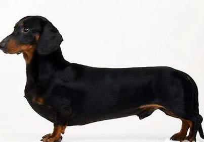 臘腸犬不愛吃東西的原因及處理方法