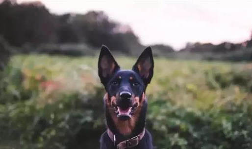 狗狗幾個月可以吃肉