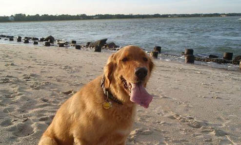 金毛犬怎么護理