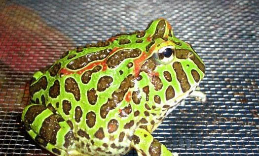 角蛙飼養(yǎng)方法