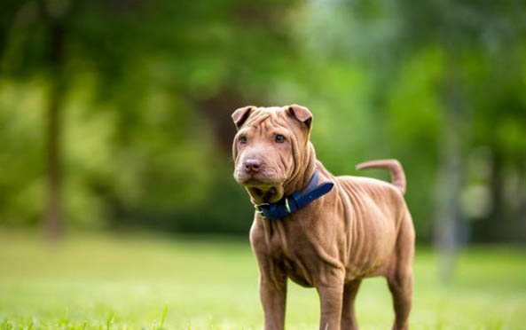 很少有人養(yǎng)沙皮狗的原因