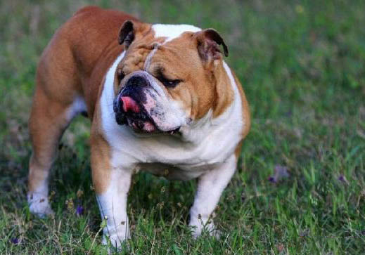 法國斗牛犬多久洗一次澡?