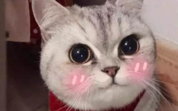 貓咪粘人到底有哪些表現