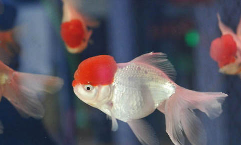 金魚產卵后怎么處理