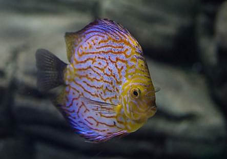 七彩神仙魚突眼是什么原因