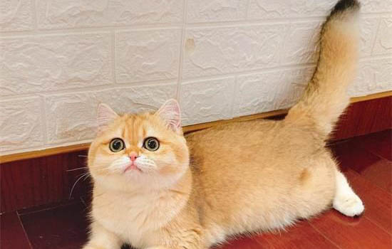 藍金漸層多少錢一只