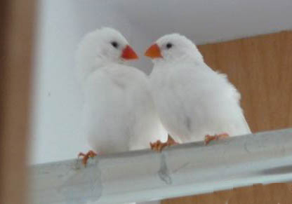 白文鳥(niǎo)怎么繁殖