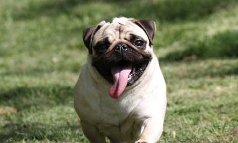 一只純種巴哥犬主要特征