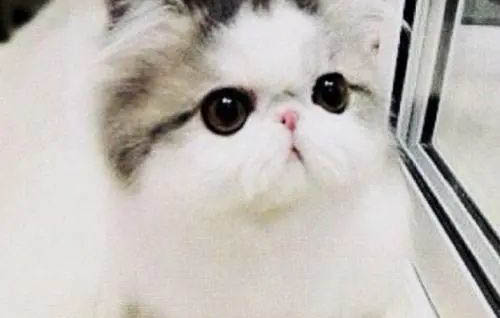 小奶貓不吃奶的原因及處理方法