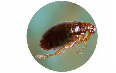 兩個月的小貓一天睡幾個小時