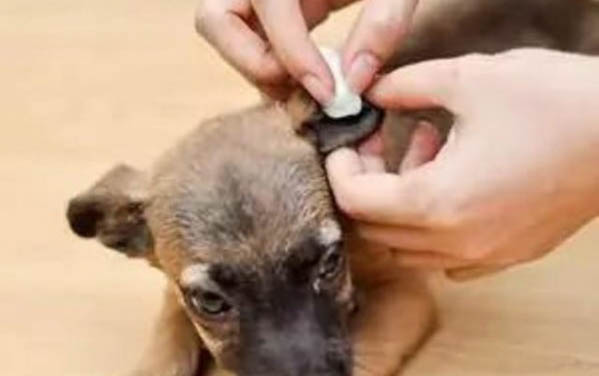 小狗被咬傷了有個洞怎么辦