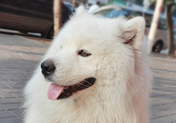 薩摩耶幼犬的立耳和換牙的注意事項