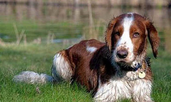 飼養(yǎng)英國史賓格犬的注意事項(xiàng)