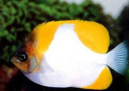 為什么放了硝化細菌魚都死了