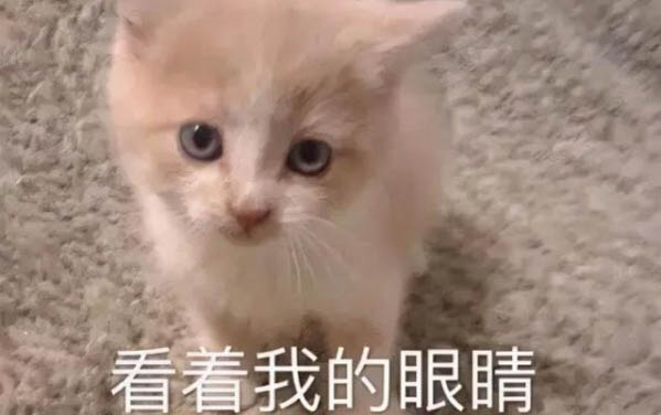 兩個月的小貓有點拉稀怎么辦