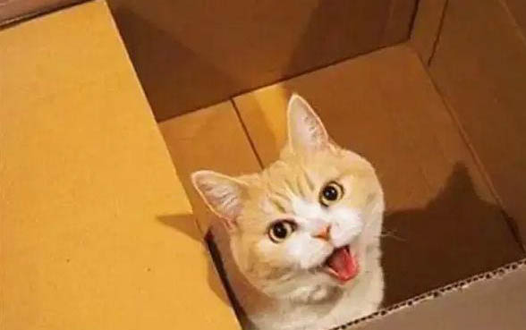 兩個月小貓可以外出嗎